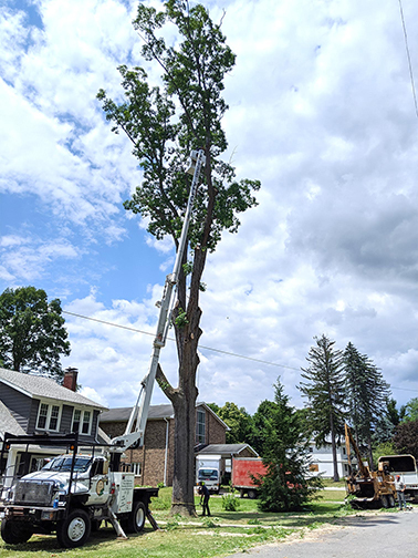 tree removal