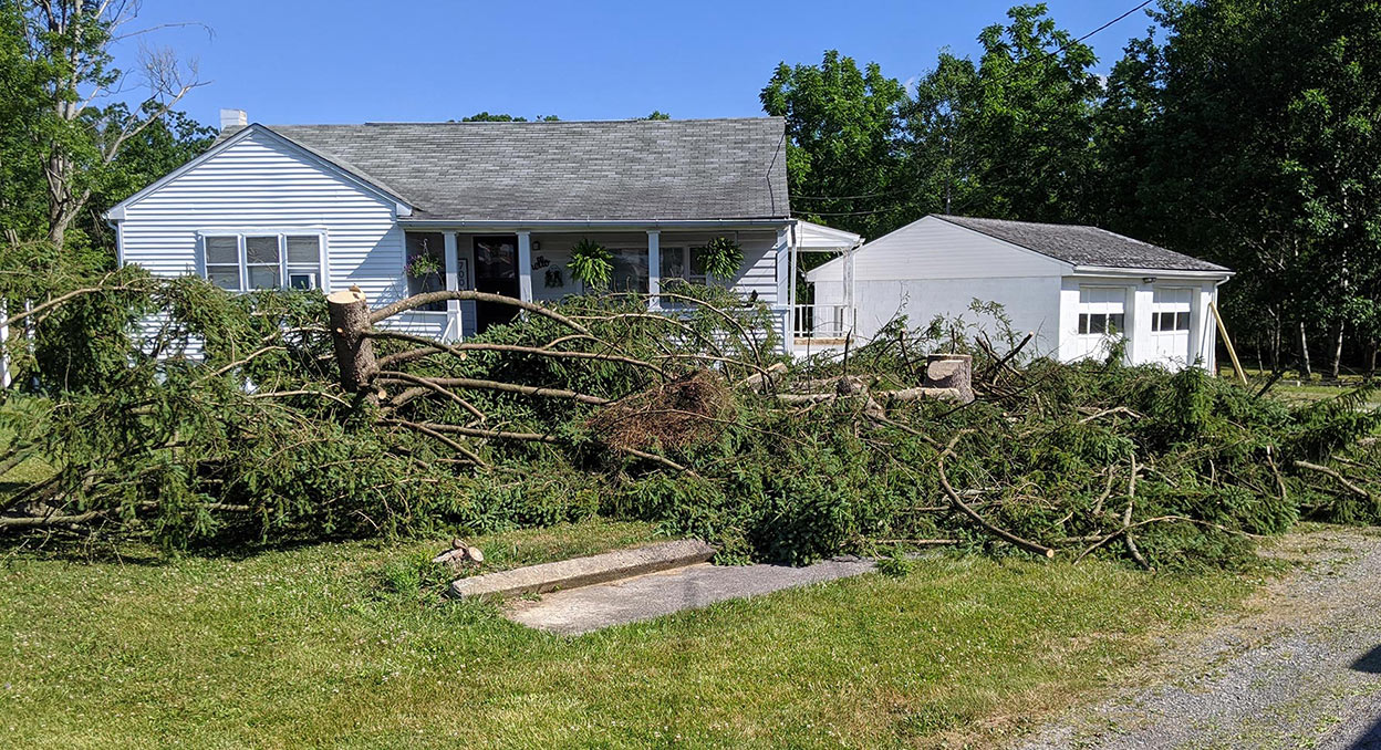 tree fallen in yard