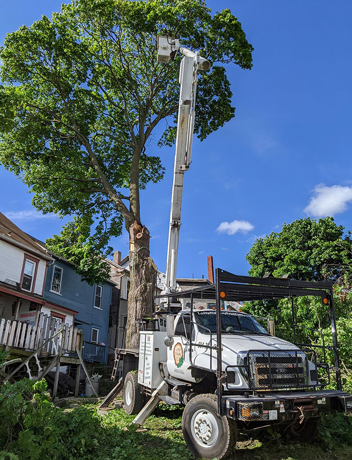 trimming a tree
