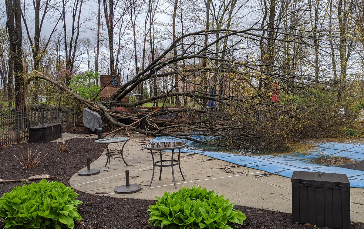 tree down in yard