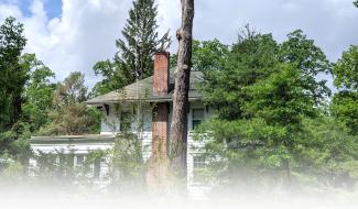 caring for your trees