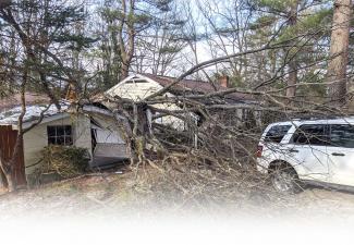 cleaning up tree after strom