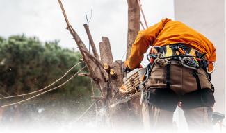 cutting a tree down using safety gear