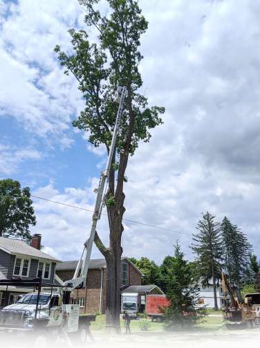 trimming a tree
